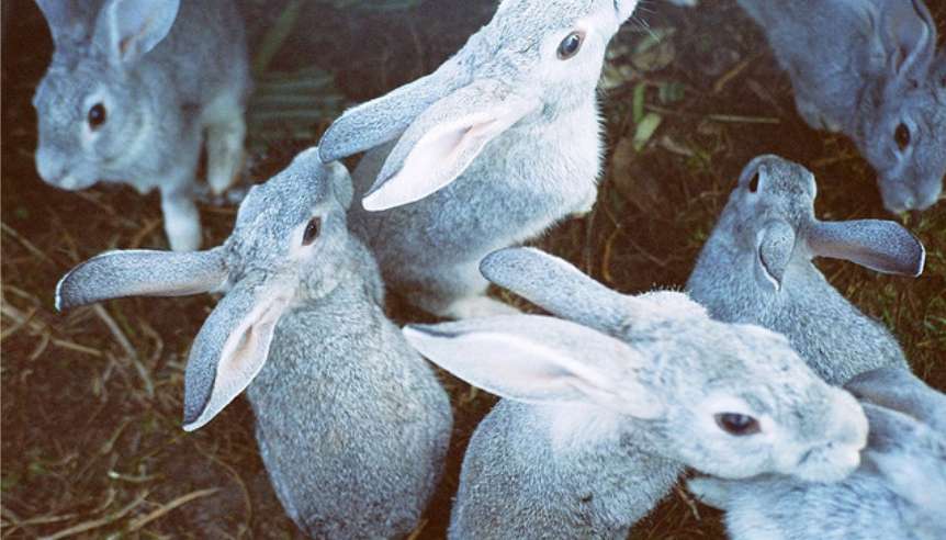 [Vox News] Rabbit Week Edition