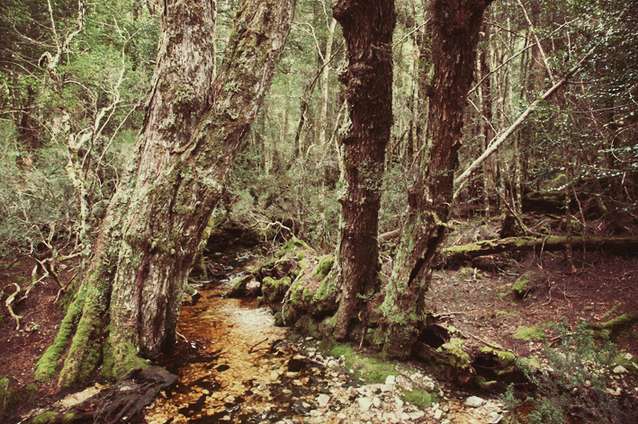 Boggy Creek Cleanup [Oct 26]