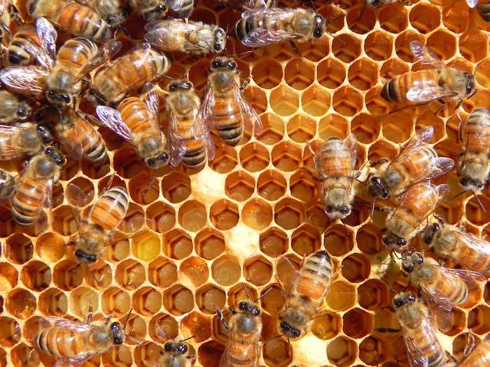 “Bee” Active: Missional Motivation from Katie Garcia