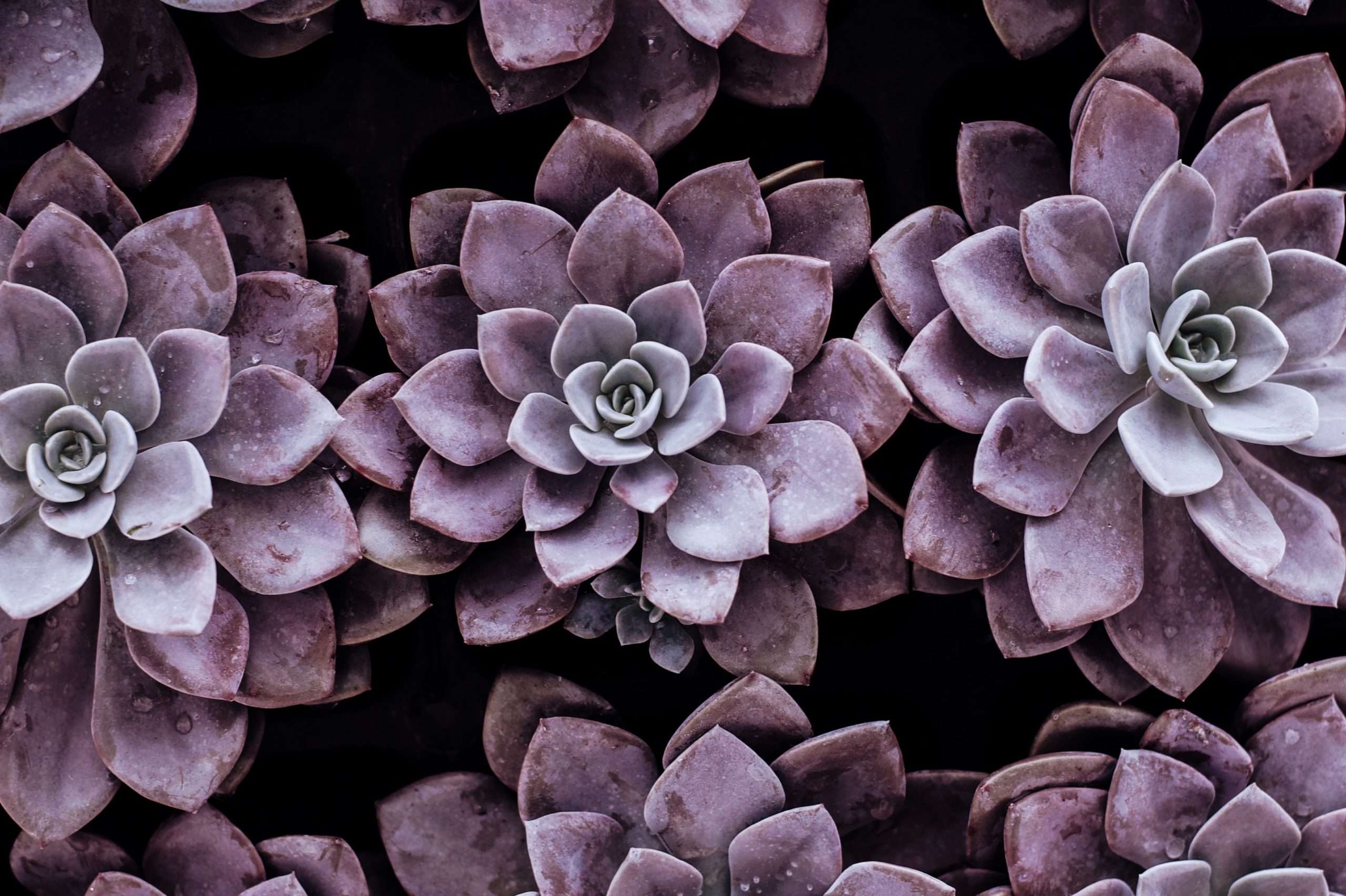Plant & Bake Sale Fundraiser [May 7]