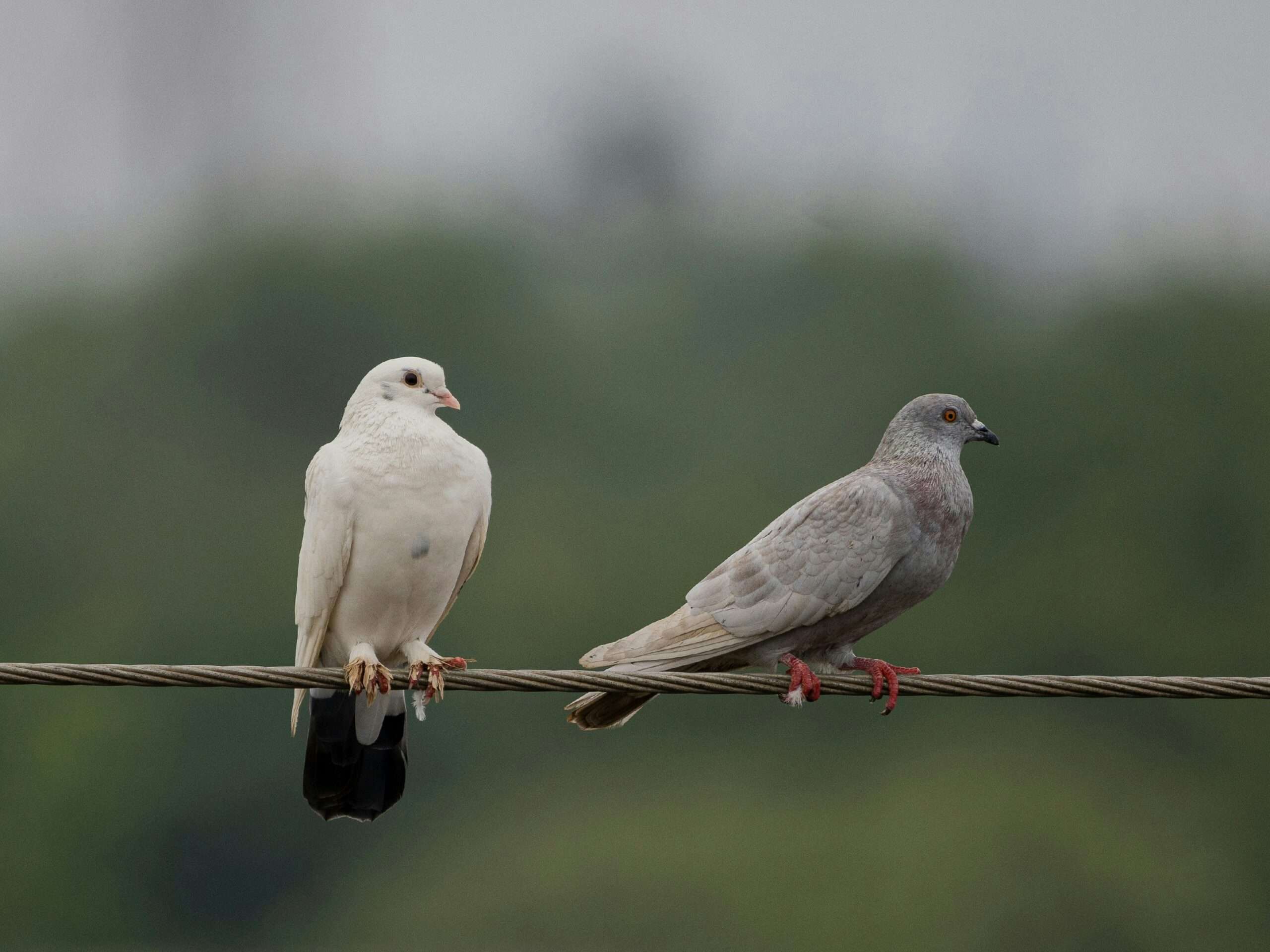 Zamyn Parent Meet-up [Jan 28]