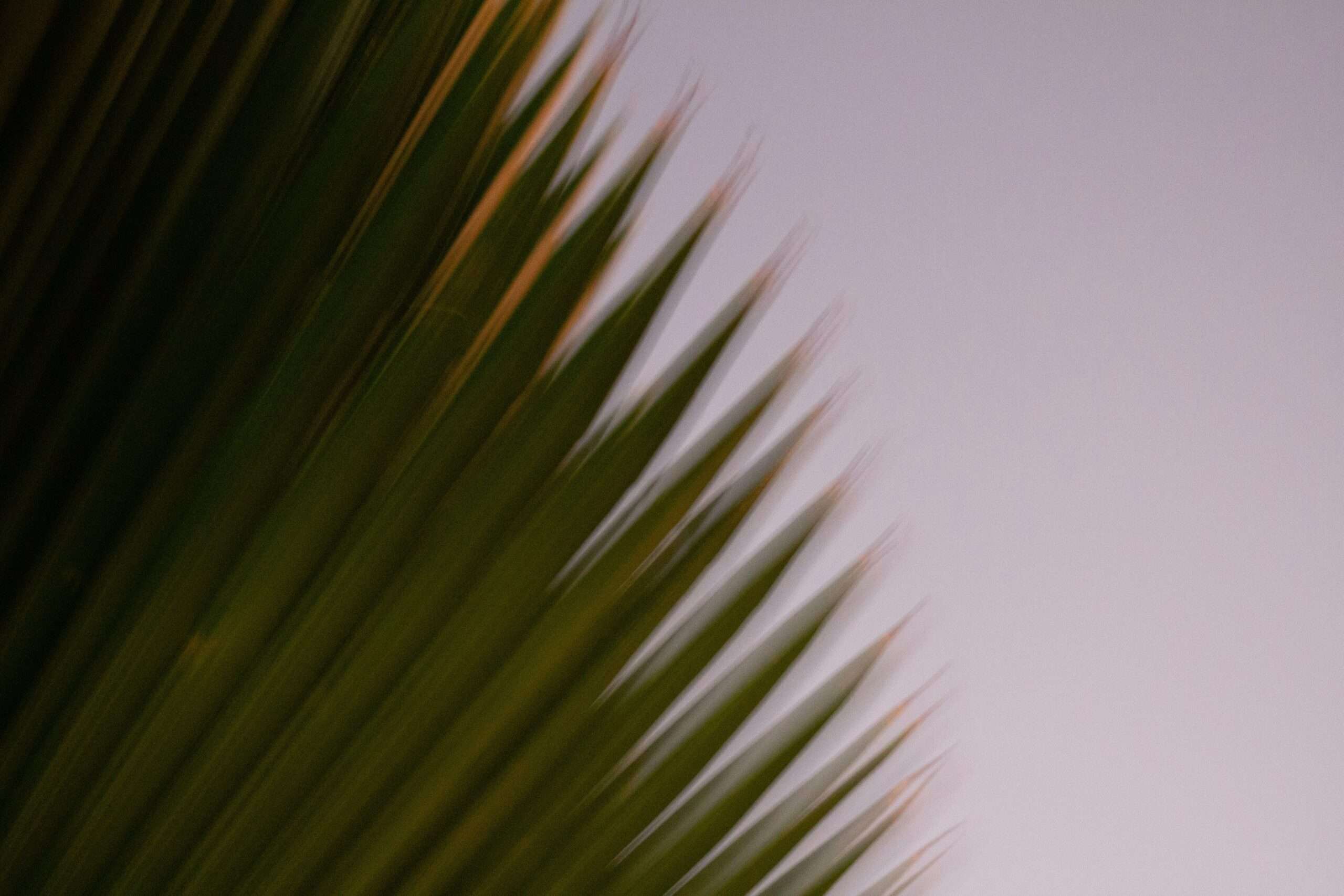 Palm Sunday Liturgy & Brunch [Mar 24]